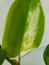 Load image into Gallery viewer, Philodendron White Princess, Exact Plant Variegated
