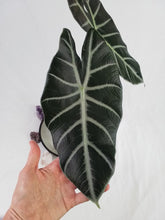 Load image into Gallery viewer, Alocasia Grandis, Exact Plant
