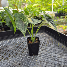 Load image into Gallery viewer, Alocasia dragon scale albo Exact Plant Ships Nationwide
