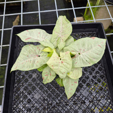 Load image into Gallery viewer, Syngonium Pink Spot Variegated exact plant, Fedex 2day
