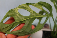 Load image into Gallery viewer, Variegated Monstera Adansonii Mint Indonisia Exact Plant Ships nationwide
