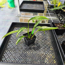 Load image into Gallery viewer, Epipremnum Amplissimum, Exact Plant Variegated Ships Nationwide
