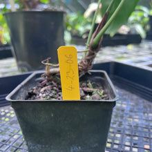 Load image into Gallery viewer, Anthurium Angamarcanum , Exact Plant
