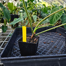 Load image into Gallery viewer, Philodendron Joepii, Exact Plant Ships Nationwide
