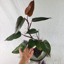 Load image into Gallery viewer, Philodendron Dark Lord, Exact Plant Ships Nationwide
