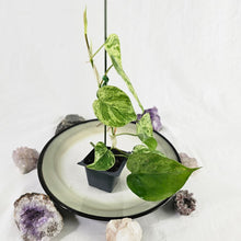 Load image into Gallery viewer, Philodendron Hederaceum, Heart Leaf, Exact Plant Variegated
