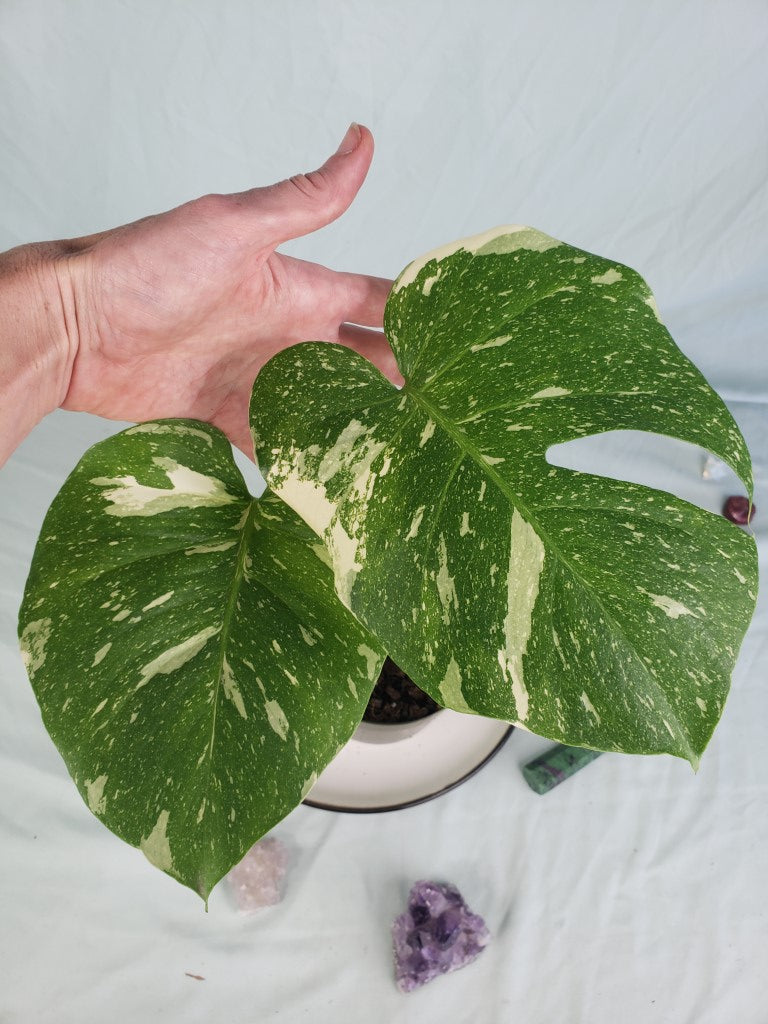 Thai Constellation, exact plant, variegated Monstera, ships nationwide