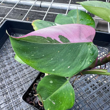 Load image into Gallery viewer, Philodendron White Princess, Exact Plant Variegated Ships Nationwide
