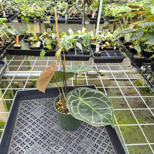 Load image into Gallery viewer, Anthurium Doc Block (Red Crystallinum) x Kunayalense exact plant, Fedex 2day*
