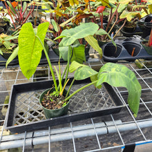 Load image into Gallery viewer, Philodendron Jose Buono, Exact Plant Variegated Ships Nationwide
