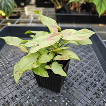 Load image into Gallery viewer, Syngonium Strawberry Milk , Exact Plant Variegated Ships Nationwide
