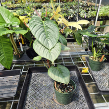 Load image into Gallery viewer, Philodendron Sodiroi True Form exact plant, Fedex 2day*
