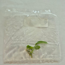 Load image into Gallery viewer, Anthurium Pallidiflorum tissue culture 2dayair

