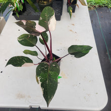 Load image into Gallery viewer, Philodendron Red Anderson, Exact Plant Ships Nationwide
