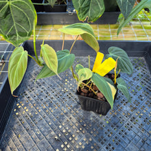 Load image into Gallery viewer, Philodendron Hederaceum Micans Aurea, Exact Plant Variegated Ships Nationwide
