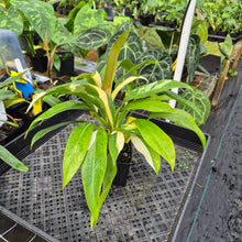 Load image into Gallery viewer, Philodendron Wend Imbe, Exact Plant Variegated Ships Nationwide
