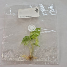 Load image into Gallery viewer, Alocasia Odora Batik Variegated tissue culture 2DayAir

