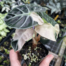Load image into Gallery viewer, Alocasia Heart Balloon pink variegated exact plant, Fedex 2day*
