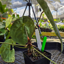 Load image into Gallery viewer, Anthurium &quot;Michelle x Zara&quot; x Noid Hybrid, Exact Plant Ships Nationwide
