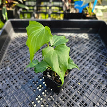 Load image into Gallery viewer, Anthurium Macrolobium x leuconeurum, Exact Plant 2.5&quot; Ships Nationwide
