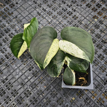 Load image into Gallery viewer, Scindapsus Jade Satin Marble Queen, Exact Plant Variegated Ships Nationwide
