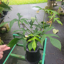 Load image into Gallery viewer, Philodendron Quercifolium x Pedatum, Exact Plant Ships Nationwide
