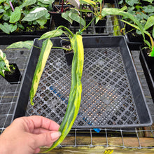 Load image into Gallery viewer, Philodendron Holtonianum Variegated, Exact Plant Ships Nationwide
