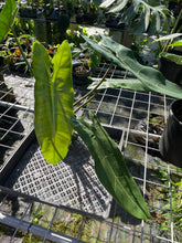 Load image into Gallery viewer, Philodendron Maximum exact plant, Fedex 2day*
