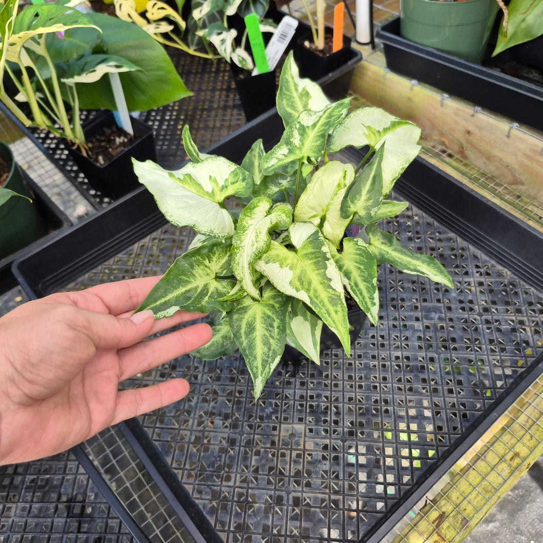 Syngonium Three Kings Magic Marble, Exact Plant Variegated Ships Nationwide
