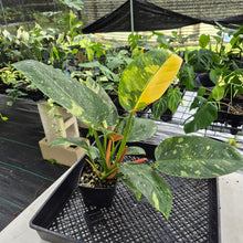 Load image into Gallery viewer, Philodendron Green Congo Nuclear Variegated exact plant, Fedex 2day*
