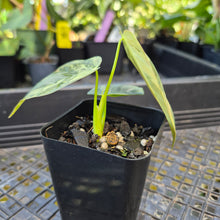 Load image into Gallery viewer, Philodendron Melanochrysum, Exact Plant Variegated Ships Nationwide

