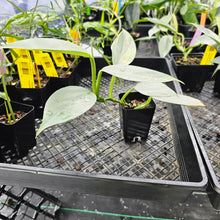 Load image into Gallery viewer, Philodendron Hastatum Silver Sword, Exact Plant Variegated Ships Nationwide
