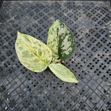 Load image into Gallery viewer, Scindapsus Peasun, Exact Plant Variegated Ships Nationwide
