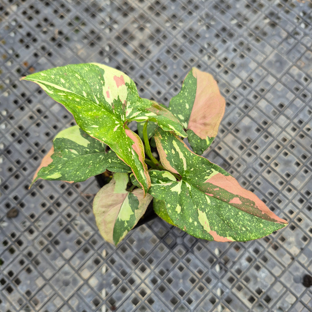 Syngonium Red Spot Tricolor, Exact Plant Variegated Ships Nationwide
