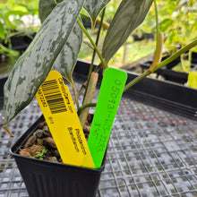 Load image into Gallery viewer, Philodendron Brandtianum, Exact Plant Ships Nationwide
