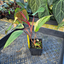 Load image into Gallery viewer, Philodendron Strawberry Shake, Exact Plant Variegated Ships Nationwide
