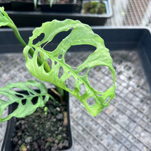 Load image into Gallery viewer, Monstera Obliqua Peru, Exact Plant Ships Nationwide
