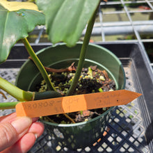 Load image into Gallery viewer, Philodendron Green Golden Dragon Variegated exact plant, Fedex 2day*

