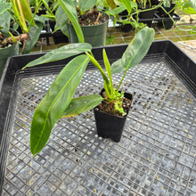 Load image into Gallery viewer, Philodendron Patriciae, Exact Plant Ships Nationwide

