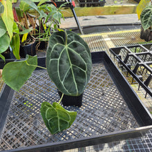 Load image into Gallery viewer, Anthurium &quot;Michelle x Zara&quot; x Noid Hybrid, Exact Plant Ships Nationwide
