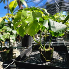 Load image into Gallery viewer, Monstera Borsigiana Aurea, Exact Plant Variegated Ships Nationwide
