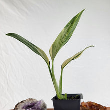 Load image into Gallery viewer, Monstera Standleyana Aurea Variegated 2.5" pot, Fedex 2day*
