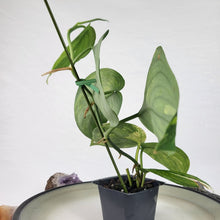 Load image into Gallery viewer, Scindapsus Jade Satin Aurea, Exact Plant Variegated
