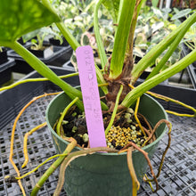 Load image into Gallery viewer, Philodendron Giganteum Blizzard Variegated exact plant, Fedex 2day*
