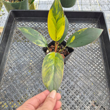 Load image into Gallery viewer, Philodendron Red Congo, Exact Plant Variegated Ships Nationwide
