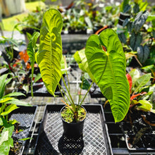 Load image into Gallery viewer, Anthurium Veitchii Narrow Form, Exact Plant X noid, X-Large, 6&#39;&#39; pot
