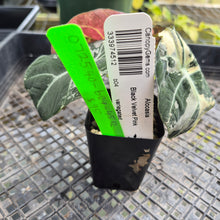 Load image into Gallery viewer, Alocasia Black Velvet Pink Variegata, Exact Plant Ships Nationwide
