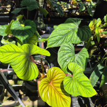 Load image into Gallery viewer, Philodendron Plowmanii 6" pot, Fedex 2day
