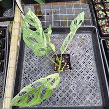 Load image into Gallery viewer, Monstera Adansonii Mint &quot;Indonesia&quot;, Exact Plant Variegated Ships Nationwide
