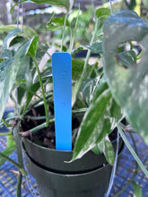 Load image into Gallery viewer, Epipremnum Pinnatum Albo, Exact Plant Variegated Ships Nationwide
